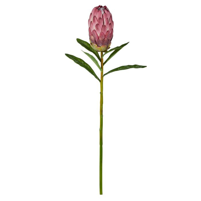 Protea Stem Burgundy 60x14x13cm