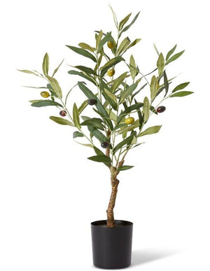 Olive Tree / 61cm