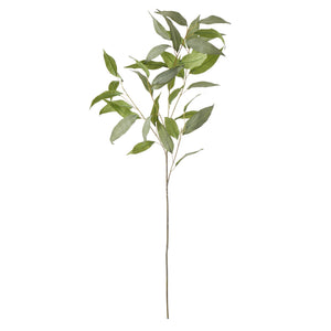 Eucalyptus Stem