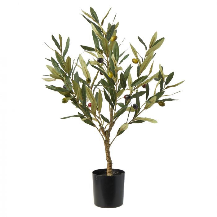 Olive tree 60cm