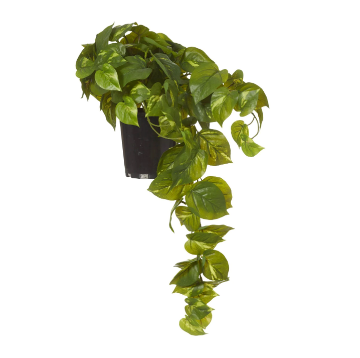 Pothos Hanging Pot 63cm