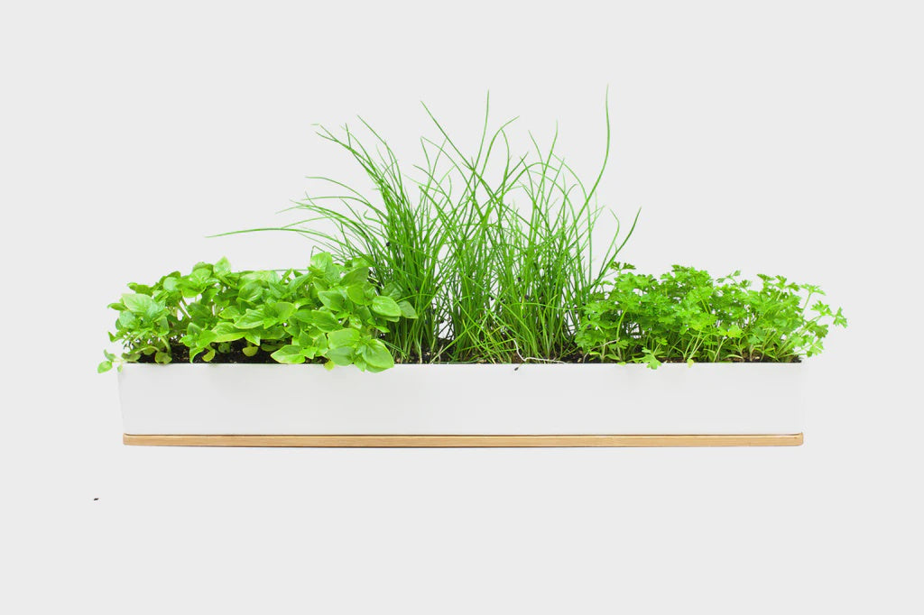 Micro Herbs Windowsill Box