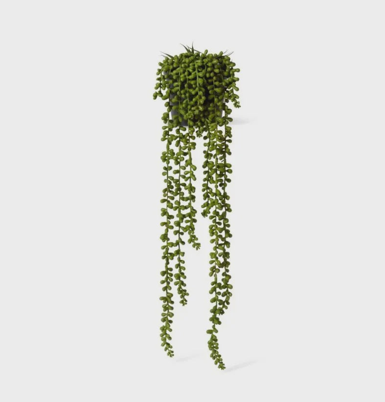 String Of Pearls Potted Green 56cm