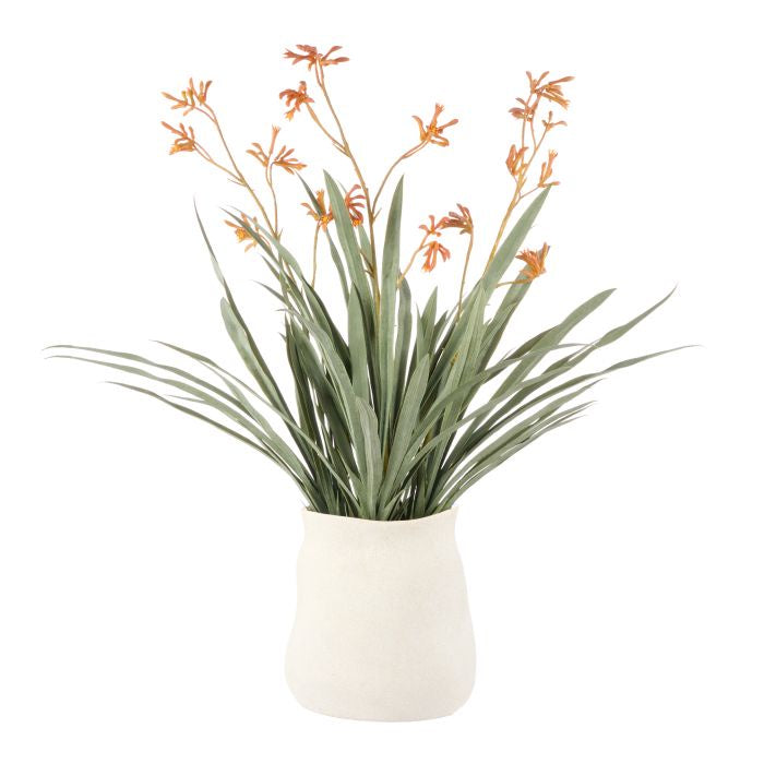 Kangaroo Paw Maliah Pot