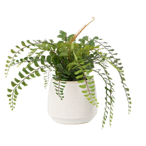 Jewel Fern Gianna Pot