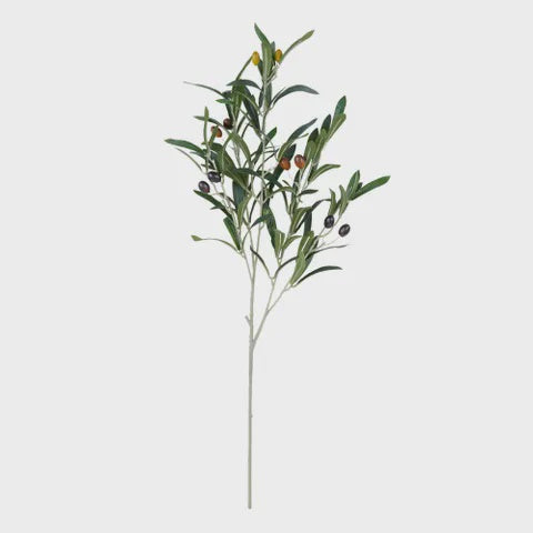 Olive Stem W/ Fruit