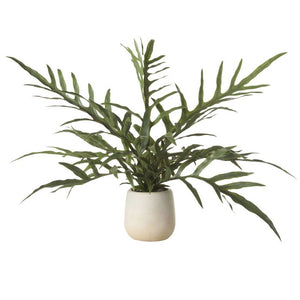 Blue Star Fern Pot 26cm