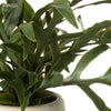 Blue Star Fern Pot 26cm