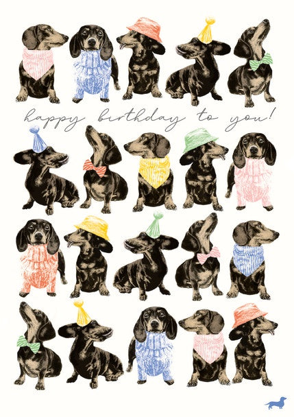Frank in Hats & Jumpers Cats