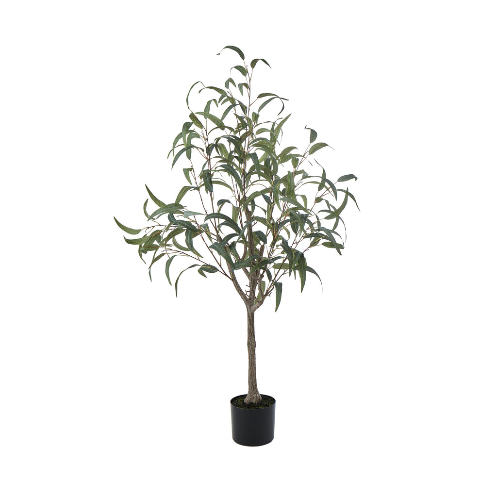 Eucalyptus Tree