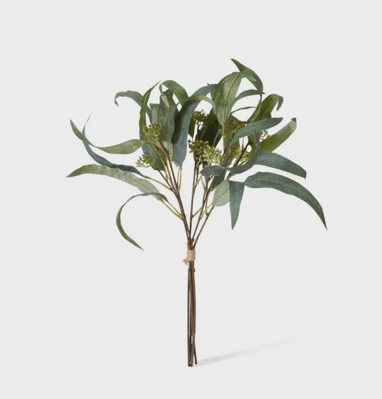 Eucalyptus Seedling Bundle 47cm