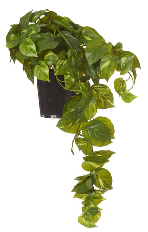 Pothos Hanging Pot 63cm