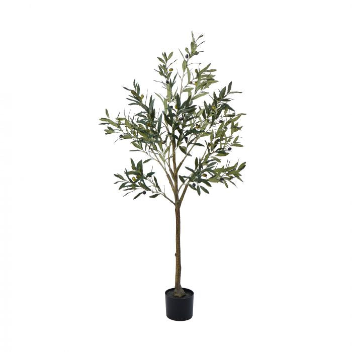 Olive Tree 56cm