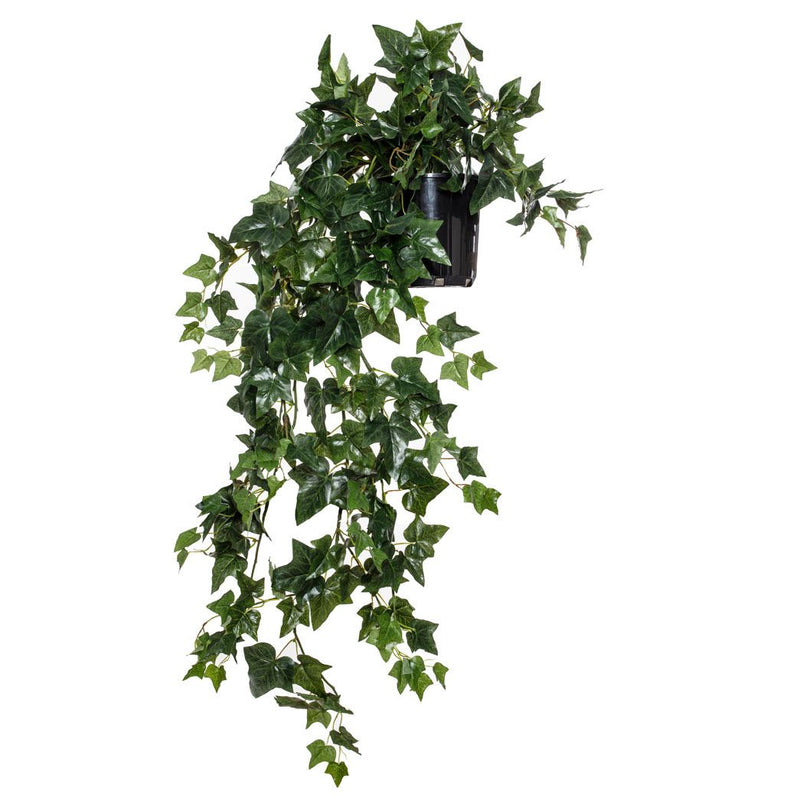 English Ivy Garden Pot