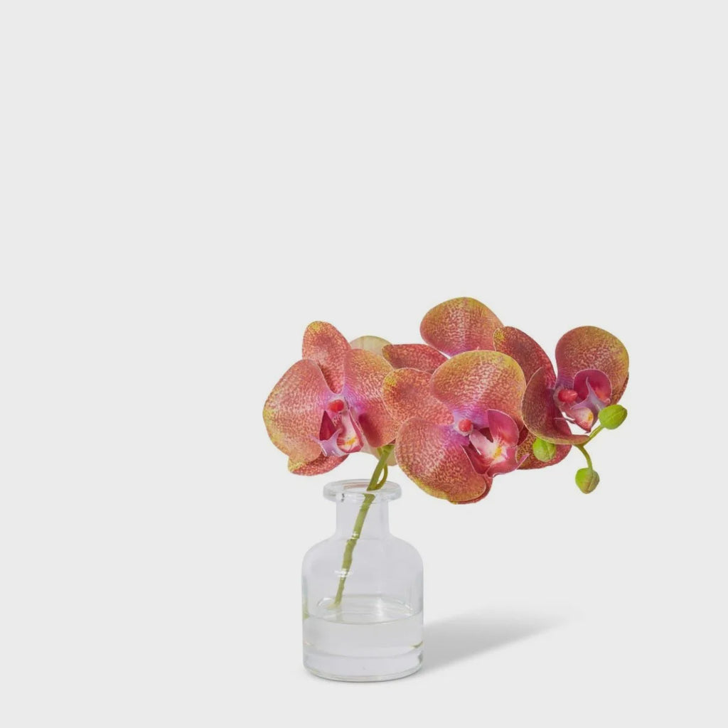 Phalaenopsis Orchid in Vase Burgundy