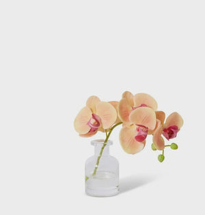 Phalaenopsis Orchid In Vase Apricot