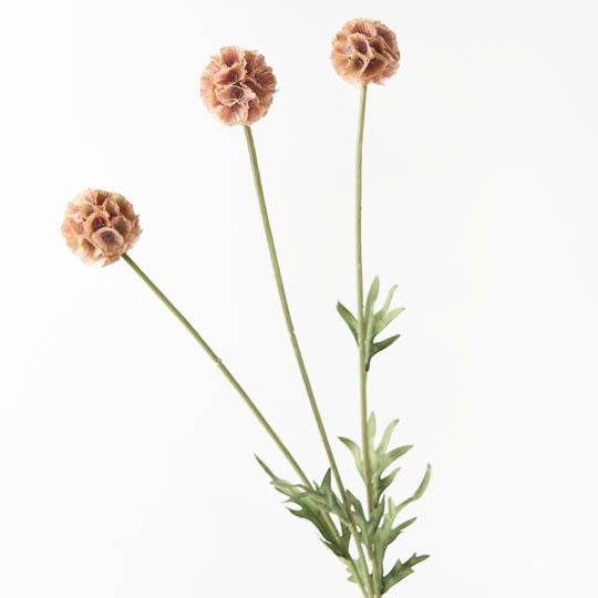 Scabiosa Stella Spray Dusty Pink