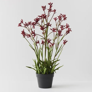 Kangaroo Paw Plant Burgundy