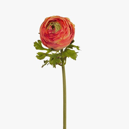 Ranunculus Burnt Orange