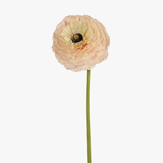 Ranunculus Champagne