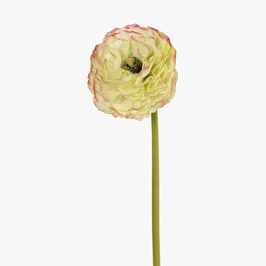 Ranunculus Light Green