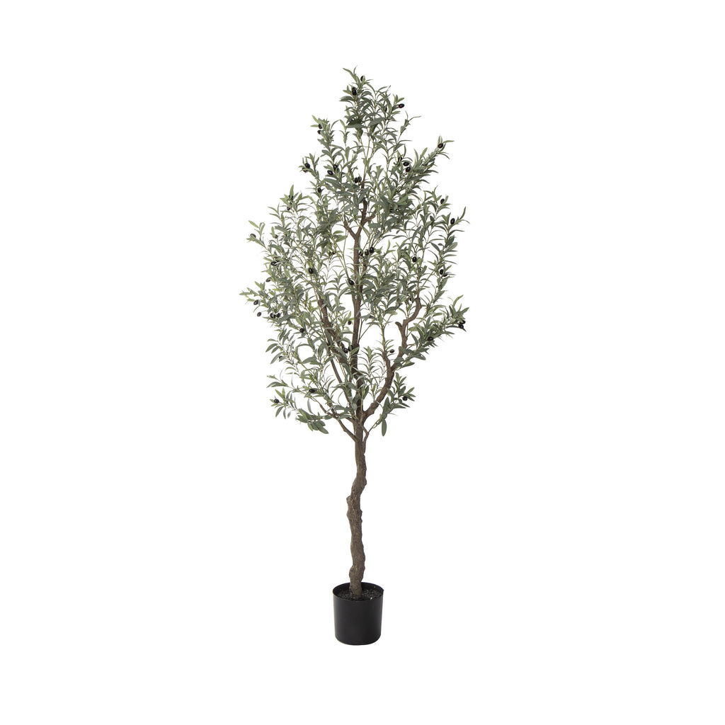 Olive Tree 210cm