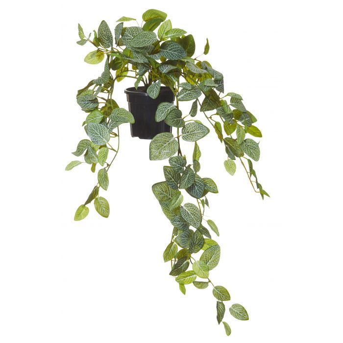 Fittonia Hanging Garden Pot