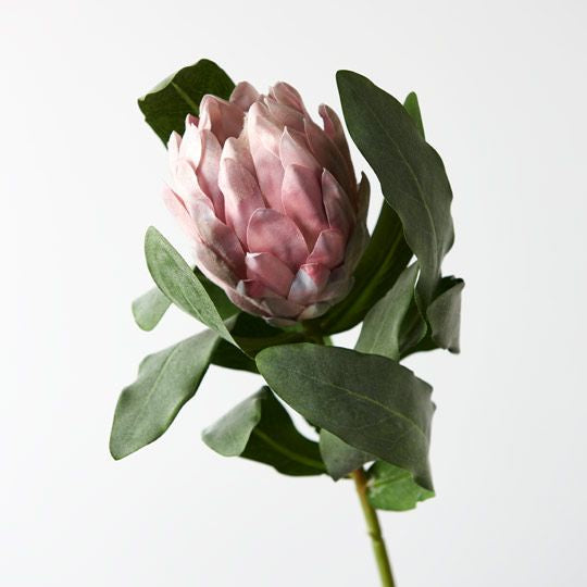 Protea Queen Light Pink