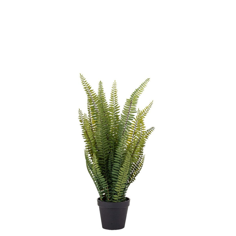 Boston Fern Garden Pot 58cm