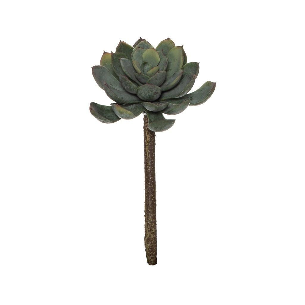 Lotus Echeveria Stem 15cm